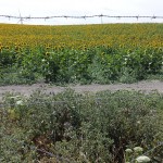 Ruta de los Pueblos Blancos_Mães e pais que viajam com filhos_Girassois