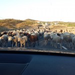 Ruta de los Pueblos Blancos_rebanho_Mães e pais que viajam com filhos