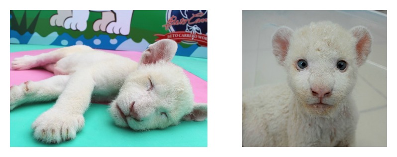 Nova (e linda) atração do Beto Carrero